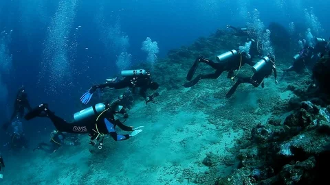 Diving with sharks in school of fish in underwater marine wildlife of Fiji. 스톡 동영상 117573141