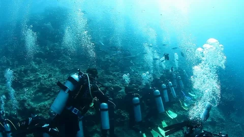 Diving with sharks in school of fish in underwater marine wildlife of Fiji. Stockbeeldmateriaal 117573267