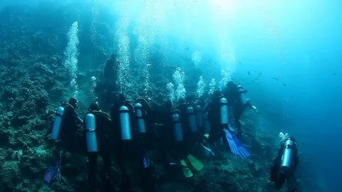 Diving with sharks in school of fish in underwater marine wildlife of Fiji. 库存影片 117573270