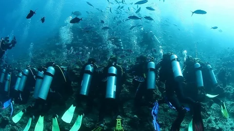 Diving with sharks in school of fish in underwater marine wildlife of Fiji. 库存影片 117573362