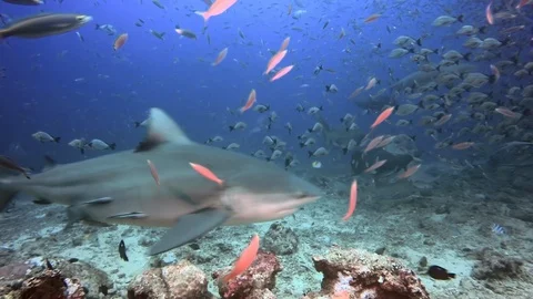 Diving with sharks in school of fish in underwater marine wildlife of Fiji. Stockbeeldmateriaal 117573726