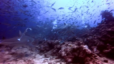 Diving with sharks in school of fish in underwater marine wildlife of Fiji. Stockbeeldmateriaal 117573841