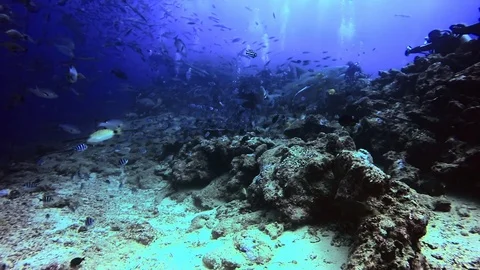 Diving with sharks in school of fish in underwater marine wildlife of Fiji. 库存影片 117573859