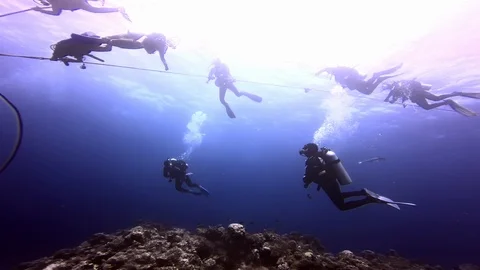 Diving with sharks in school of fish in underwater marine wildlife of Fiji. 库存影片 117573938