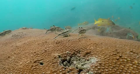Diving shot of speckled sandperch fish in the turquoise water. Video stock 262309243