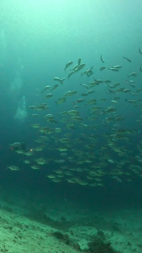 Diving  With a Silver School of Fish Stock Footage 337880741