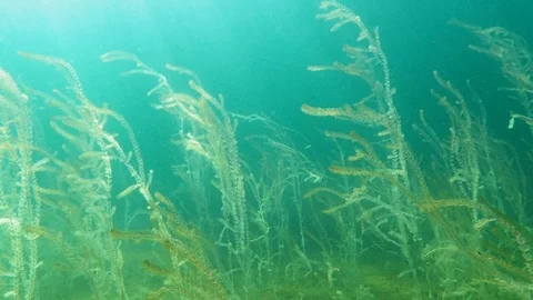 Diving slowly between water-milfoil plants underwater Stock Footage 100092635