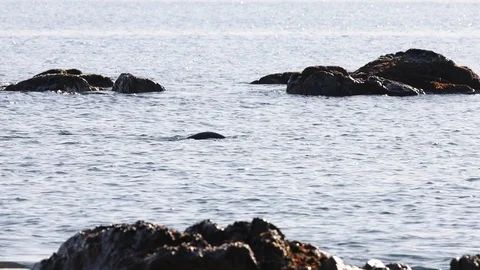 Diving spotted seal. Stock Footage 123986613