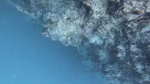 Diving straight down along coral reef wall with Angelfishes butterfly swimming a Stock Footage 250471759
