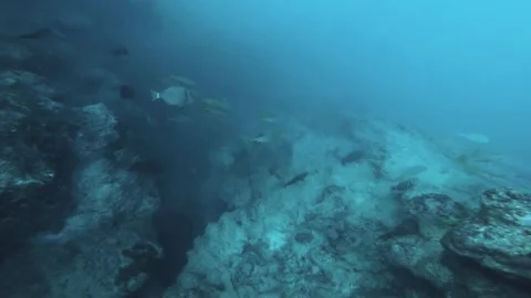 Diving straight down deep along coral reef wall with school of marine animal swi Stock Footage 250468386