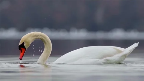Diving swan Stock Footage 267434839