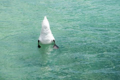 Diving Swan Stock Photos