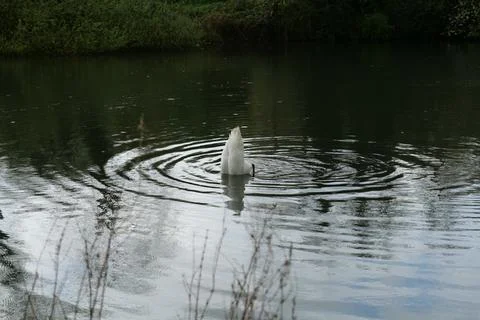 Diving swan Stock Photos