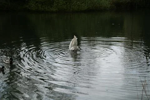 Diving swan Stock Photos