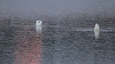 Diving swans in the evening 4K slomo Stock Footage 170160117