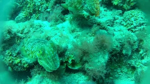 Diving in Tenerife Video stock 74336274