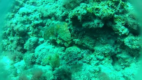 Diving in Tenerife Video stock 74336288