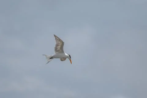 Diving tern - Aruba Foto stock