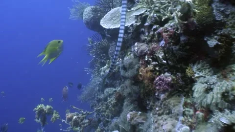 Diving into a thriving reef system in the philippines Video stock 337496391