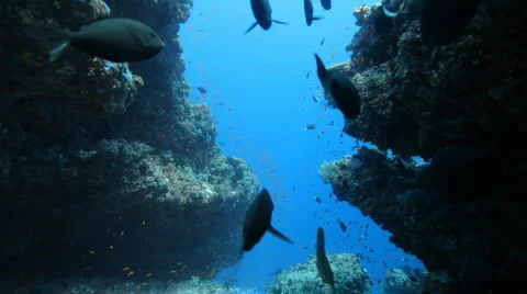 Diving through canyon with many fish Stock Footage 664683