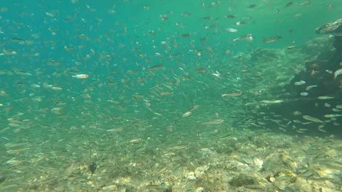 Diving through a large school of sardines, European pilchards Stock Footage 295321339