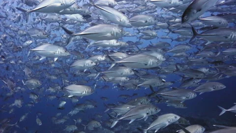 Diving through a massive school of shiny fish Stock Footage 138760986