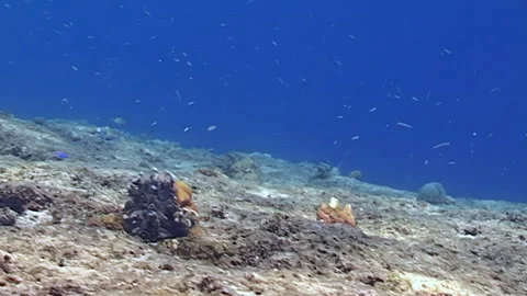 Diving Through Raja Ampat's Vibrant Coral Reef in Indonesia Stock Footage 344786085