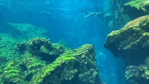 Diving Through Riviera Maya Cenotes Stock Footage 245588808