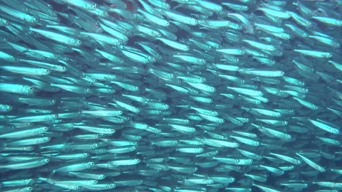 Diving through a school of fish, Thailand Stock Footage 98931336