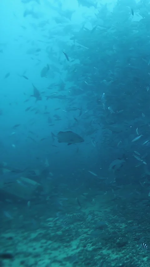 Diving through a school of fish in the waters of Fiji Stock-Footage 318214256