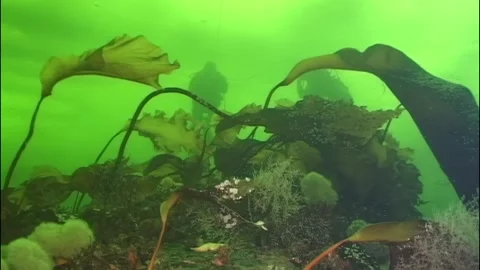 Diving through seaweed forests of the White Sea at dusk Stock Footage 314132495