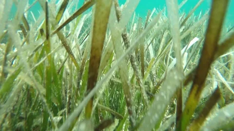 Diving through thickets of algae Stock Footage