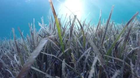 Diving through thickets of algae Stock Footage