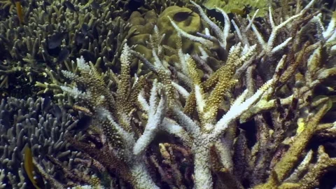 Diving through thriving coral reef in the philippines Stock Footage 318838155