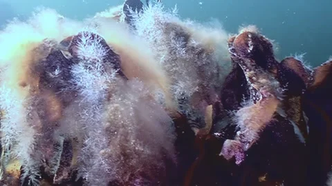 Diving Through Underwater Garden in the White Sea Near Russia Stock Footage 323158016