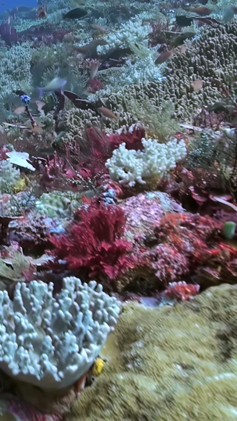 Diving Through a Vibrant Coral Reef System in the Morning Sunlight Stock Footage 321410598