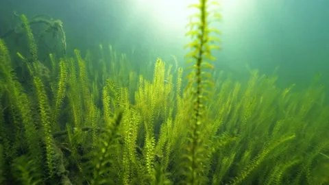 Diving through waterweed vegetation in clear-watered lake towards shining sun Video stock 156816230