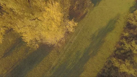 Diving a Tree with a FPV Freestyle Drone Stock Footage 97277988