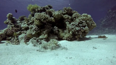 Diving. Tropical fish and coral reef. Stock Footage 83824853