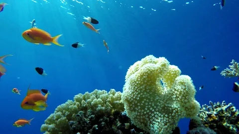 Diving. Tropical fish and coral reef. Stock Footage 85877417