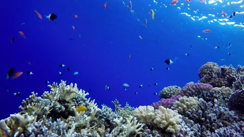 Diving. Tropical fish and coral reef. Underwater life in the ocean. Stock Footage 133361663