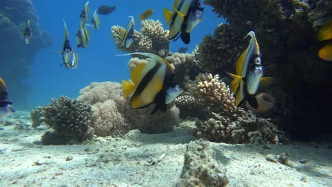 Diving. Tropical fish and coral reef. Underwater life in the ocean. Stock Footage 170572391