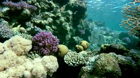 Diving on a tropical reef. Warm tropical sea. Stock Footage 61404460
