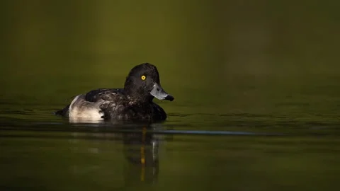 Diving Tufted Duck Stock Footage 319197676