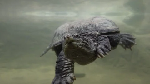 Diving turtle Stock Footage 278920661