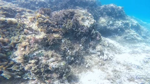 Diving under the sea Stock Footage 92339505