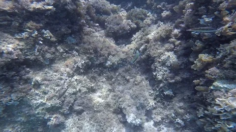 Diving under the sea Stock Footage 92339648