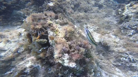 Diving under the sea Stock Footage 92340084