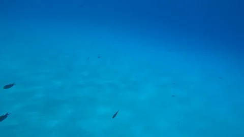 Diving under the sea Stock Footage 92340371