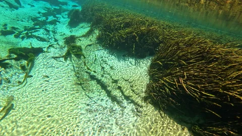 Diving Under Weeki Wachee River 库存影片 284145798